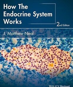 How The Endocrine System Works 2Nd