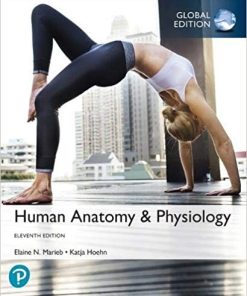 Human Anatomy 038 Physiology Global 11th